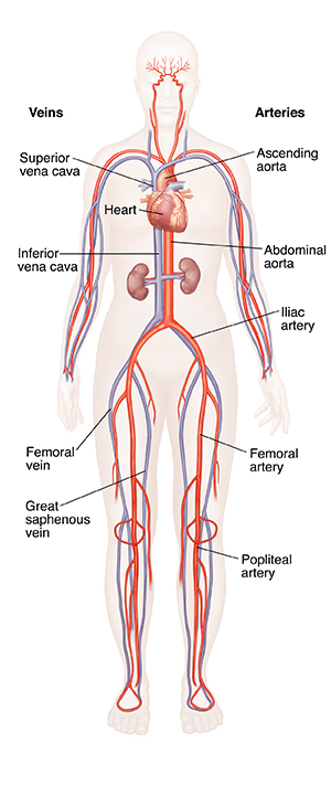 Krames Online - Understanding Circulation