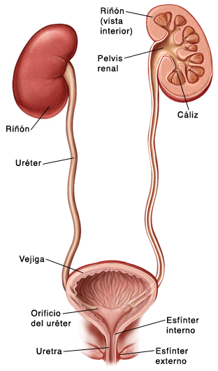 Vista delantera del sistema urinario donde pueden verse los riñones, los uréteres y la vejiga.