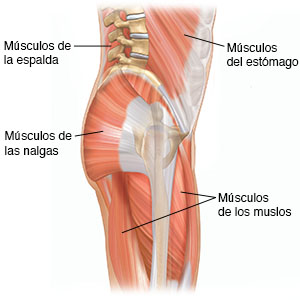 Vista lateral de la parte inferior de un cuerpo de hombre donde pueden verse músculos y la columna vertebral.