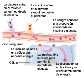 Corte transversal de un vaso sanguíneo y una célula donde pueden verse la insulina y la glucosa trabajando juntas normalmente.