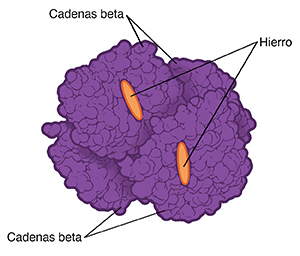 Structure of hemoglobin molecule with alpha thalassemia.