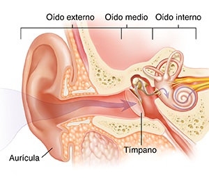 Corte transversal del oído donde pueden verse las estructuras del oído externo, interno y medio.