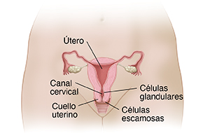 Vista frontal de un corte transversal de los órganos reproductivos femeninos.