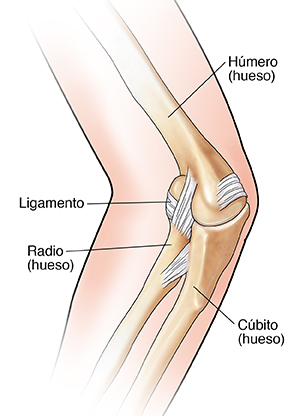 Vista posterior de la articulación del codo donde se observan los huesos y los ligamentos.