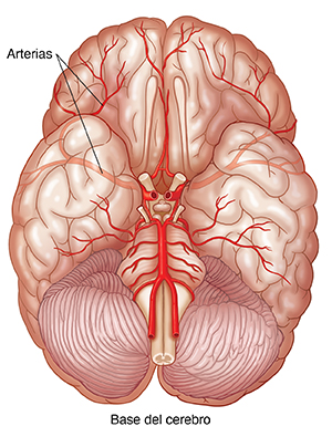 Vista desde la base de un cerebro donde se observan el tronco encefálico, el cerebelo y las arterias.