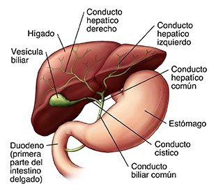 Vista frontal del hígado, la vesícula, y el estómago.