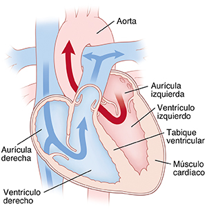 Corte transversal de un corazón en el que se ve la sangre que pasa a través de las aurículas y los ventrículos.