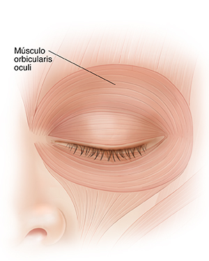 Vista frontal de un ojo cerrado que muestra los músculos del párpado.