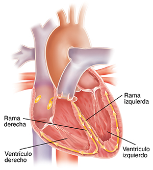 Corte transversal del corazón donde se observan la rama derecha y la rama izquierda del haz de His.