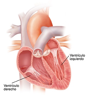 Vista de las cuatro cavidades del corazón donde se observan los ventrículos.