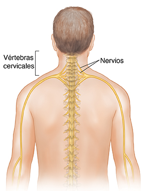 Vista posterior de la parte superior del cuerpo, donde puede verse la médula espinal con los nervios que van hasta los brazos.