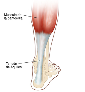 Vista posterior del pie y de la pantorrilla donde se observan los huesos y el tendón de Aquiles.