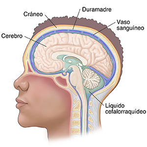 Vista lateral de la cabeza y el cerebro donde se observan las meninges y el líquido cefalorraquídeo.