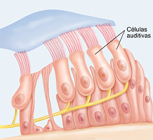 Células ciliadas en la cóclea.